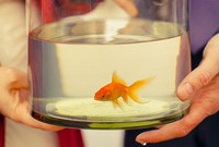 Фото золотая рыбка