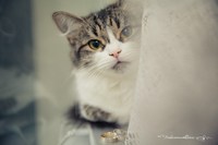 Фотография кошки