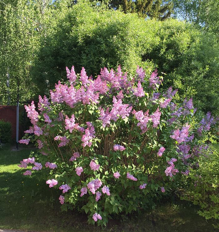 Сирень