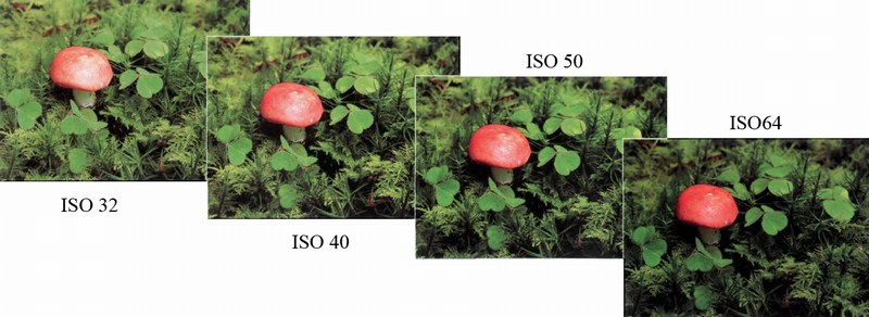 Russula Emetica