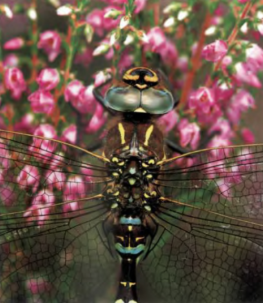 Aeshnajuncea