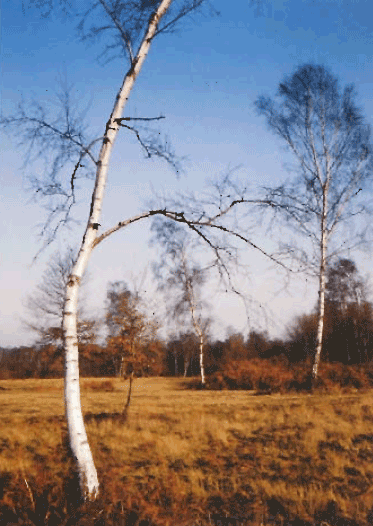 фото берёза в поле