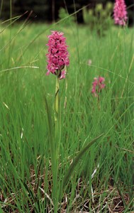 Фотография пальчатокоренник Dactylorhiza Sphagnicola