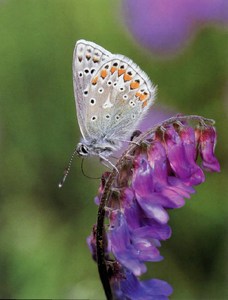 Фотография голубянка Икар Polyommatus Icarus