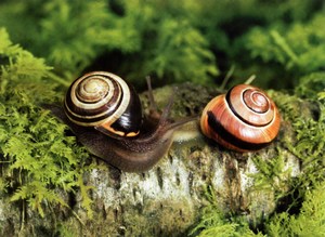 Фотография улитка древесная Cepaea Nemoralis