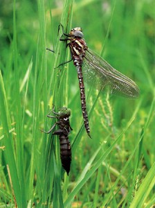 Фотография коромысло камышовое Aeshnajuncea