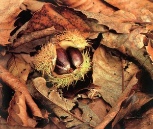 Фотография каштан Castanea Satjva