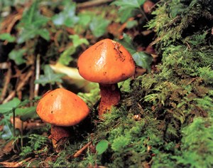 Фотография масленок Suillus Grevillei
