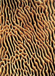 Фотография трутовик Daedaleopsis Confracosa
