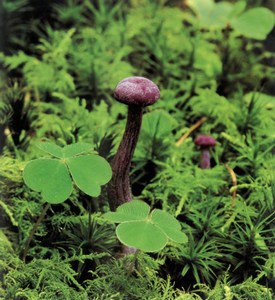 Фотография лаковица Laccaria Amethystina