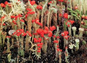 Фотография Ягель Cladonia Coccifera