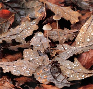 Фотография гриб Mycena Метата