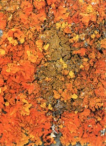 Фотография ксантория Xanthoria Calcicola