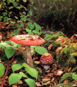 Фотография мухомор Amanita Muscaria