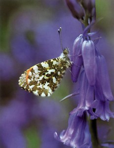 Фото Anthocharis Cardamines