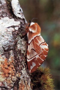 Фотография шелкопряд Endromis Versicolora