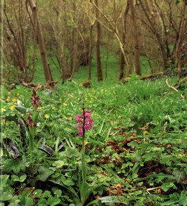 Фотография ятрышник Orchis Mascula