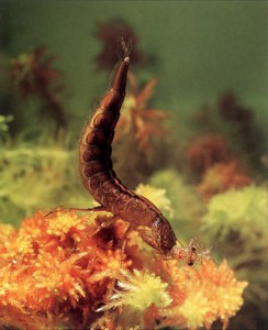 Фотография жука-плавунца Dytiscus Circumcintus