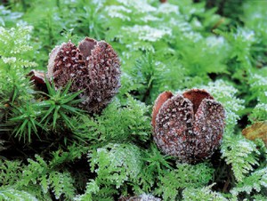 Фотография шишки бука Fagus Sylvatica