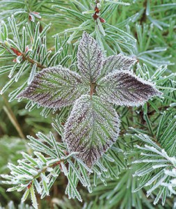 Фотография листья ежевики Rubus