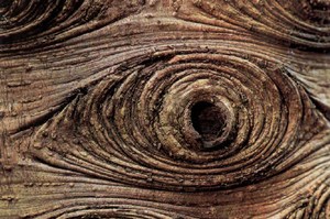Фотография колец на ветке Larix Decidua