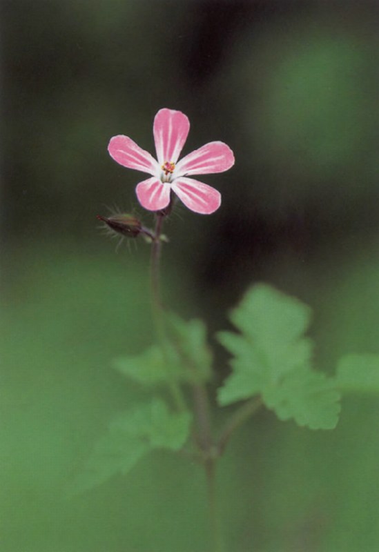 Герань Роберта Geranium Robertianum фото