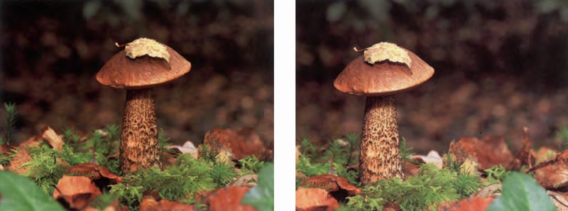 Leccinum Scabr Um фото