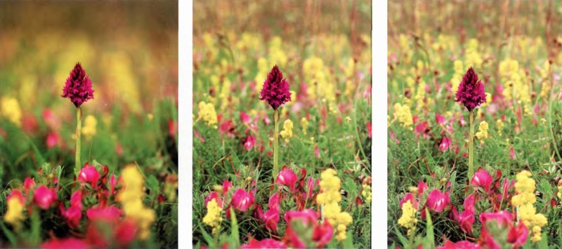 Анакамптис пирамидальный Anacamptis Pyramidals